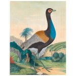 Spear Heron Print