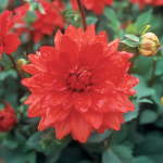 Dahlia Decorative – “miramar” Bulbs