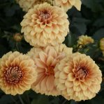 Dahlia Terrace – “samba” Bulbs