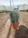 French Lavender Purple 17CM Pot