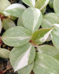 Philodendron Erubescens White Knight Seedlings - 3 Plug Plants