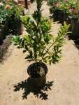 Eugenia Syzygium Paniculatum Bush 4 Litre Bag