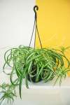 Spider Plant - 12CM