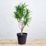 Dragon Tree - Angazi - 25CM Nursery Pot