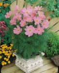 Cosmos Sonata F1 Pink Seed - 1000 Raw Seed
