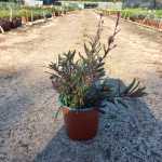 Gaura ‘passionate Blush’ Pink 17CM Pot