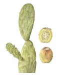 Opuntia Ficus-indica 2 Art Print - A1