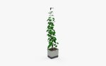 Curt Cucumber Planter