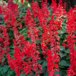 Salvia ‘rockin’ 15CM Pot