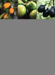 Fruits Of Warm Climates