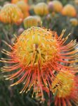 Leucospermum Phoenix Pincushion 15CM Pot