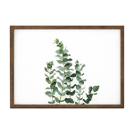 Eucalyptus II Art Print - A3