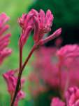 Anigozanthos Bush Pearl Seedlings - 3 Plug Plants