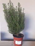 Buchu Serpyllacea 15CM Pot