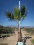 Mexican Fan Palm 200LT