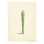 Historic Cactus 1 Art Print