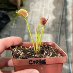 Venus Fly Trap 'crow' - 2 Year Old Plant. 7.5CM Plastic Container.