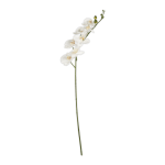 @home Stem Butterfly Orchid White 90CM