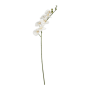 @home Stem Butterfly Orchid White 90CM
