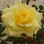 Aperitif Climbing Rose 5LT