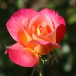Granada Hybrid Tea Rose 5LT