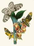 The Cabinet Of Oriental Entomology Pl Xli 1848 Art Print - A0
