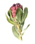Protea Grandiceps Art Print - A1