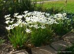 White Rain Lily Sun Perennial Pot