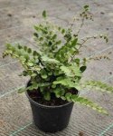Button Fern 14CM Pot