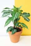 Zebra Plant - 15CM