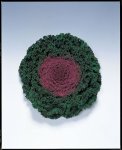 Kale Kamome Red Seed - 500 Raw Seed