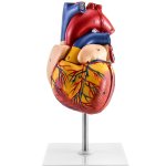 Human Heart Model Anatomically Accurate Real Size Heart Model With 34 Anatomical Structures
