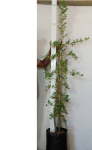 Commiphora Edulis 20LT