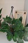 Prayer Plant ‘kerchoveana’ 20CM H b
