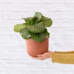 Moon Planter - Terracotta White - 16CM