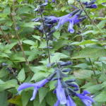 Salvia ‘rockin’ True Blue’ 15CM Pot