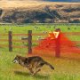 Solac Solar Animal Repellent With Dog Barking Outdoor Solar Charged Alarm For Use Farm/orchards/ Field/pond