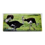 Chocolate Card Ostrich 75G