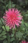 Dahlia Cactus – “caroussel” Bulbs