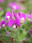 Polygala Petite Butterfly 15CM Pot