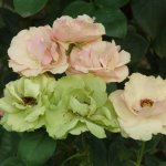 Greensleeves Rose 5LT