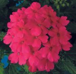 Verbena Obsession Pink Seed - 20 Raw Seed