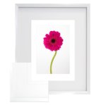 Single Flower 1 Framed Art Photography Print 565 X 680