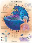 Flu Influenza Chart VR1722