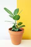 Ficus Audrey - 15CM