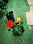 Pink Rose Bush 10 Litres