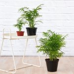 Love Palm - 14CM Nursery Pot
