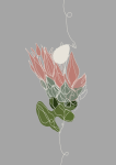 King Protea Single Line Art Print - A4