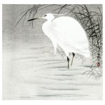 Little Egret Print