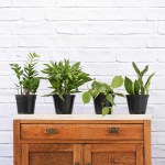 Low Light Pack - In Nursery Pots